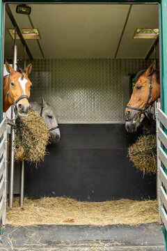 Horses feeding inside transport trailer with spacious interior and copy space