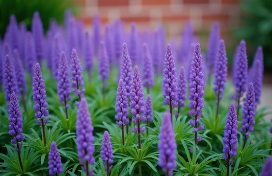 Field of purple Liriope muscari flowers with green leaves. Tall spikes bloom with small flowers creating a carpet of color. Outdoor garden setting with blurred brick background.