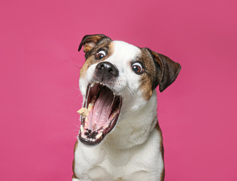 cute dog on an isolated background in a studio shot