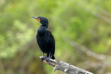 Fototapeta premium Double crested cormorant on barren tree.