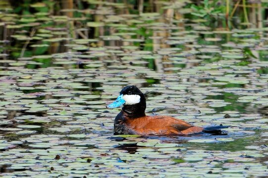   Ruddy duck swims in water with lilypads.