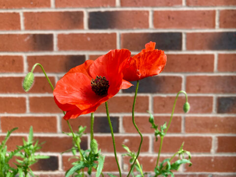 focus view of common poppy (papaver rhoeas) in UK garden with wall background