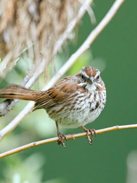  Portraiture of an alert song sparrow.