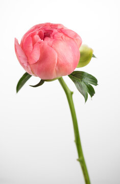 Peony bud on white background. One Coral Charm peony flower elegant design. Beautiful blooming one bright pink peony flower head, close up, macro shot, vertical image