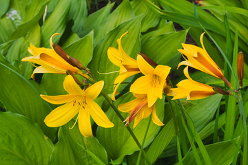 Fototapeta premium a daylily blooming on the ground in a garden in May