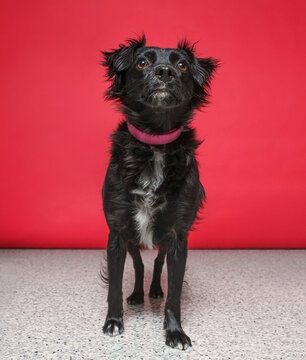 cute dog on an isolated background in a studio shot