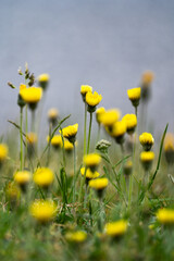 Fototapeta premium Cluster of small yellow wildflowers blooming in summer meadow against sky