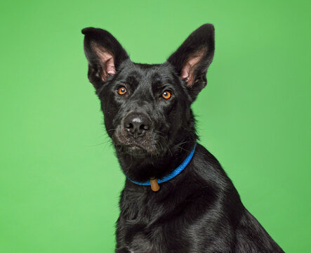 Studio photo of a cute dog in front of an isolated background 
