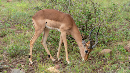 Portrait of an impala feeding in the bush, Kruger National Park, South Africa © Jose