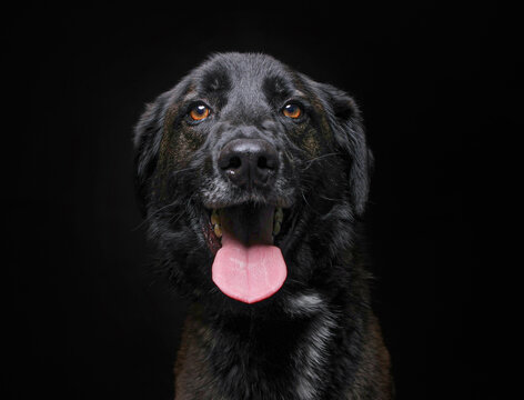 cute dog on an isolated background in a studio shot