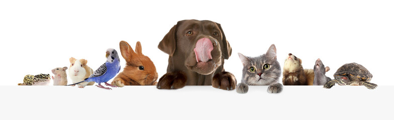 Parrot and other pets peeking out on white background, banner design