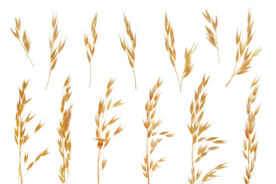 Oat ears isolated on white, set. Cereal plant