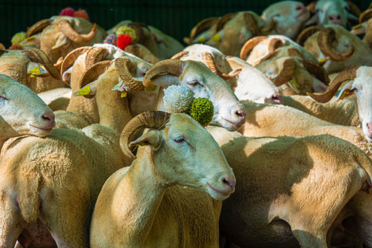Decorated for transhumance sheep huddle together