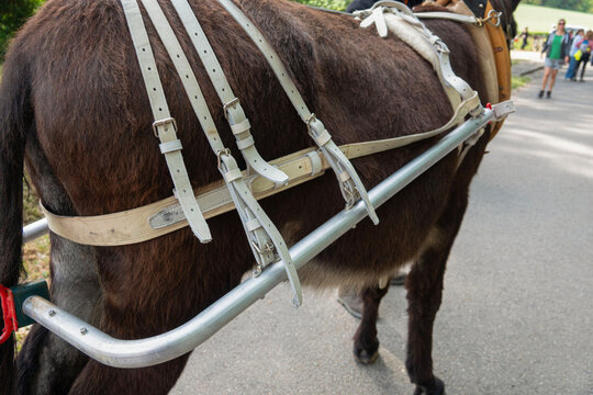 donkey with harness, people walk afar