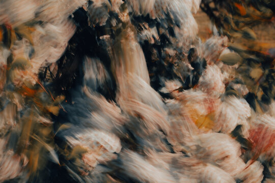 Warm-toned foliage intentional camera movement abstract