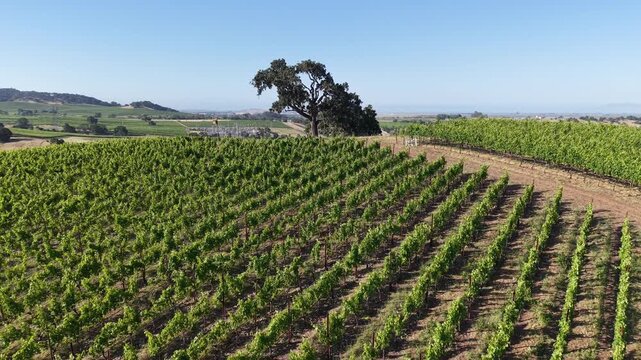 Aerial Drone Pull Back Revealing Hilltop Vineyard and Oak Tree, Carneros Napa Valley, 4K