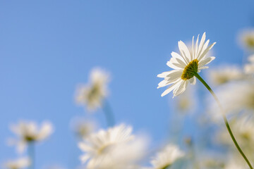 Fototapeta premium Selective focus of white flowers Leucanthemum maximum in the fields, Shasta daisy is a commonly grown flowering herbaceous perennial plant with the classic daisy appearance, Natural floral background.