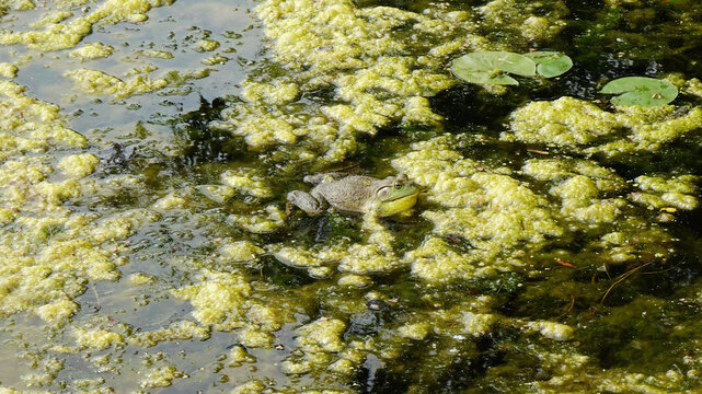 American Bullfrog floating in an Algea laden Pond