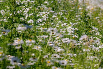 Fototapeta premium Selective focus of white flowers Leucanthemum maximum in the fields, Shasta daisy is a commonly grown flowering herbaceous perennial plant with the classic daisy appearance, Natural floral background.