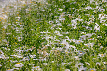 Fototapeta premium Selective focus of white flowers Leucanthemum maximum in the fields, Shasta daisy is a commonly grown flowering herbaceous perennial plant with the classic daisy appearance, Natural floral background.