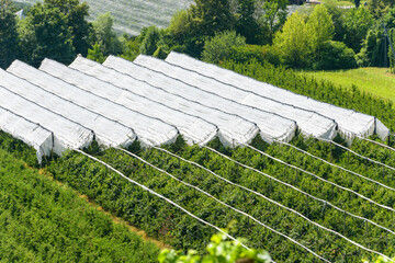 Fototapeta premium Elevated view of agricultural crops covered with white protective netting. Rows of fruit trees in an orchard shielded from weather and pests. Rural farming landscape