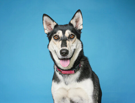 Studio photo of a cute dog in front of an isolated background 
