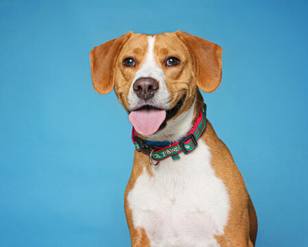 Studio photo of a cute dog in front of an isolated background 
