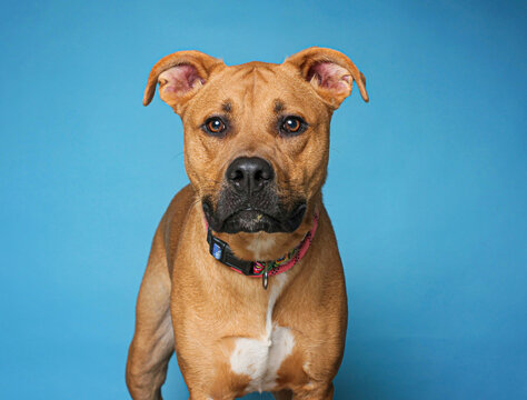 Studio photo of a cute dog in front of an isolated background 
