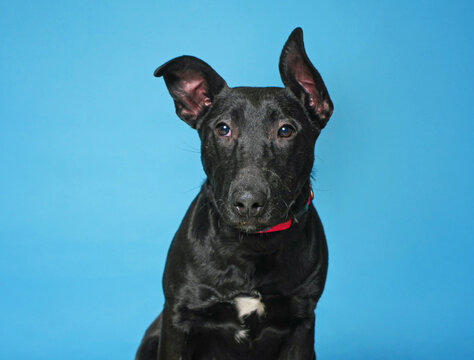 Studio photo of a cute dog in front of an isolated background 
