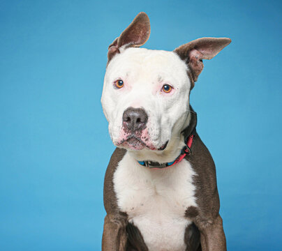 cute dog on an isolated background in a studio shot