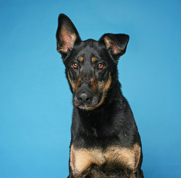 Studio photo of a cute dog in front of an isolated background 
