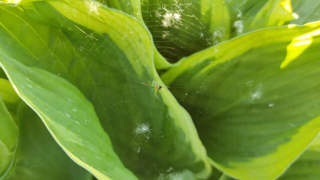 A spider in a web eats its prey