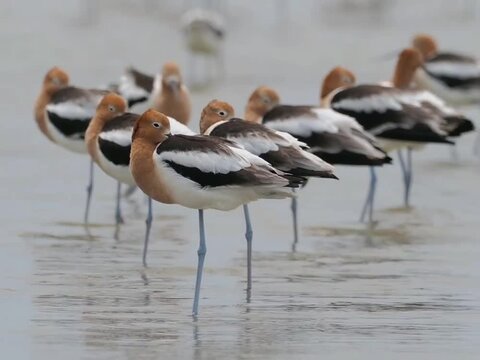 A flock of american avocets standing in shallow water