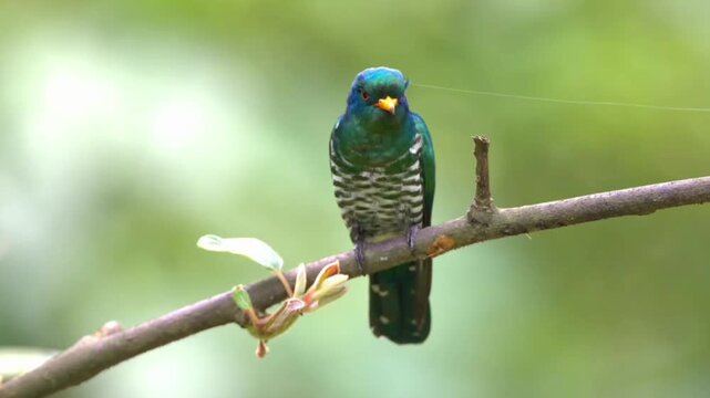 Asian emerald cuckoo perched on a tree branch in a natural forest setting