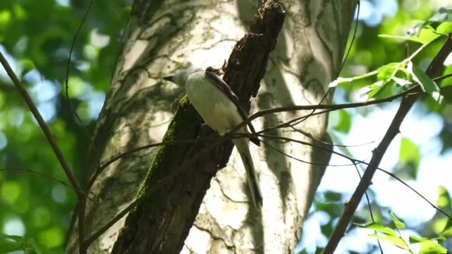 Eastern kingbird perched on a tree branch in a forest setting