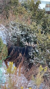 Japanese serai standing in a snowy forest landscape during winter
