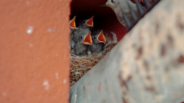 Black redstart mother feeding her hungry chicks in the nest, Sony A7 IV bird wildlife footage.