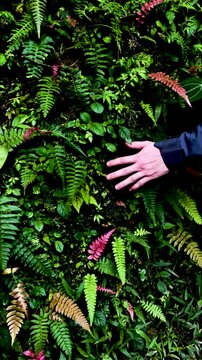 Hand touching lush green living wall covered with ferns and moss in tropical rainforest, Human connection with tropical nature, wet green vegetation wall, Hand exploring moss and fern texture in tropi
