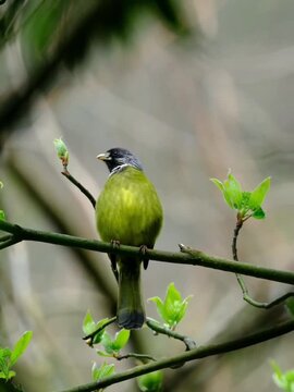 A beautiful blackchinned yuhina perched on a thin branch in spring