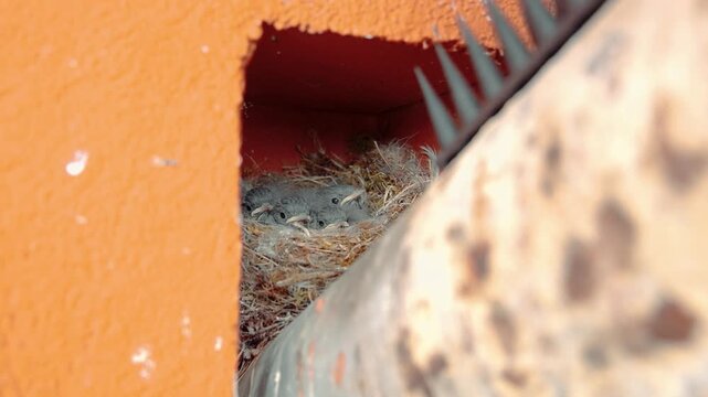 Black redstart mother feeding her hungry chicks in the nest, Sony A7 IV bird wildlife footage.