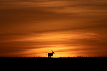 antelope sunset © George Erwin Turner