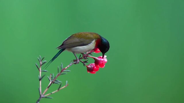 A beautiful male collared sunbird perched on a flowering branch