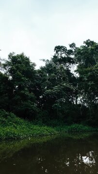 Wild atmosphere with howler monkey calls in the Amazon rainforest