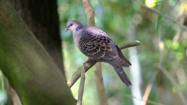 Oriental turtle dove perched on a tree branch in a natural forest setting