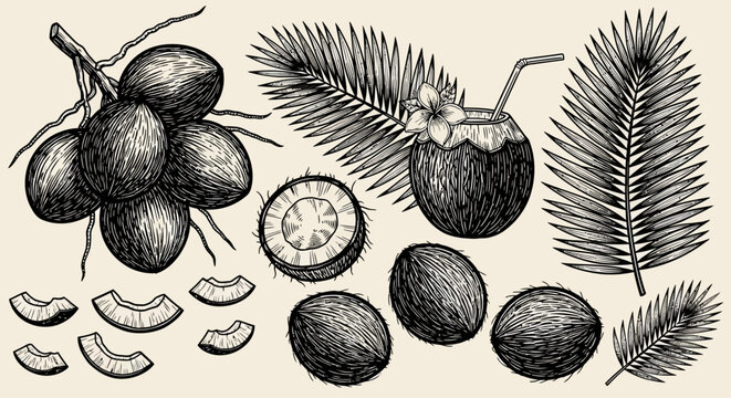 Coconut fruits and leaves, illustration, black and white, tropical plant, food ingredients