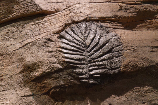 Fossilized leaf imprint on a rock surface showcasing intricate details of the leaf structure, highlighting natural history and geological processes in a museum exhibit