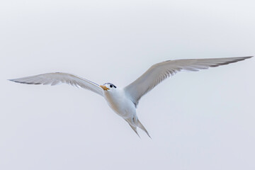 Obraz premium Crested Tern (Thalasseus bergii) flying, Narooma, NSW, January 2026