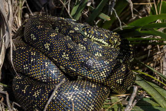 Diamond Python (Morelia spilota), 1080 Beach, NSW, August 2025