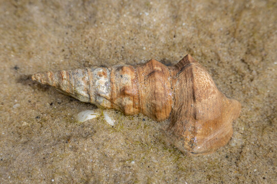 Hercules Club Whelk (Pyrazus ebeninus), Narooma, NSW, January 2026