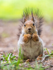 Fototapeta premium Squirrel eats a nut while sitting in green grass. Eurasian red squirrel, Sciurus vulgaris